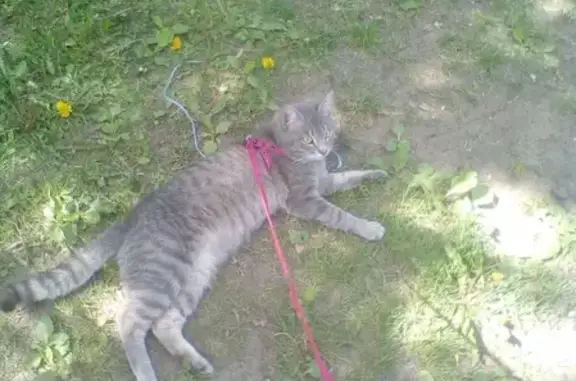 Кошки потеряшки, Киров, фото: Потеряшка кот на Чапаева 57, Россия, Киров.