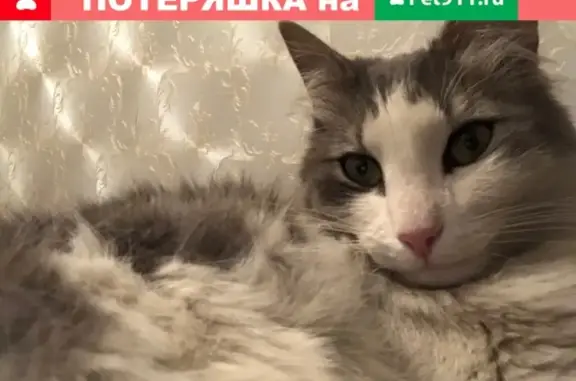 Пропала кошка Сева на улице Максима Горького!