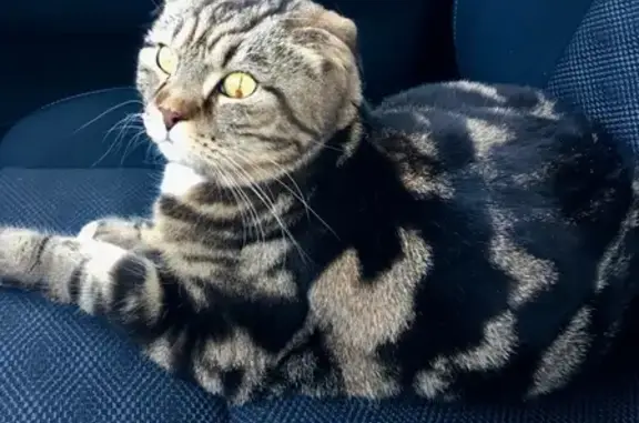 Кошки потеряшки, Москва, фото: Потеряшка кошка на Ялтинской, д.2: вислоухая шотландка, коричнево-чёрного окраса, 5 лет.