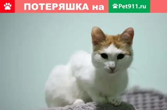 Пропала кошка на Набережной 10, Сыктывкар.