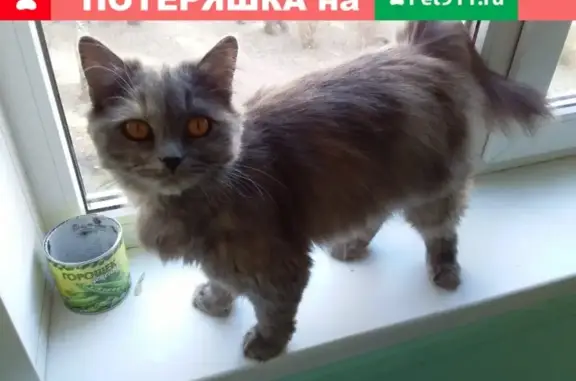 Потерянная кошка на Окружной 49, Кострома