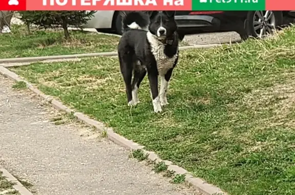 Найдена собака в Печерске на ул. Школьной