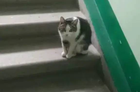 Найден котик на Сулимова (Пионерский, Екатеринбург)