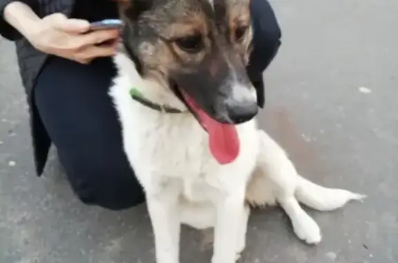 Найдена собака на Павлуновского, 65