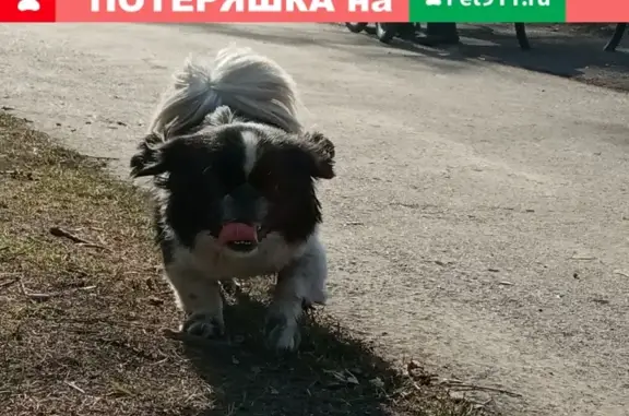 Найдена собака в Прокопьевске, возможно японский хин/пекинес
