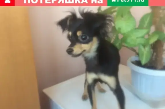 Найден щенок русского той терьера в Астрахани