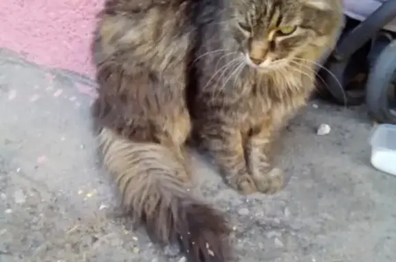 Найдена кошка на улице Челюскинцев, Саратов