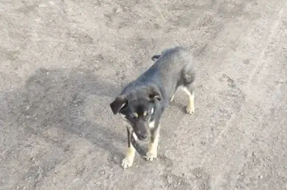 Найдена собака в поселке Западный, Магнитогорск