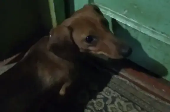 Найдена собака такса в п. Горном, Смоленская область