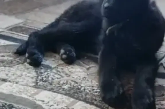 Собаки потеряшки, Карманово, фото: Потеряшка немецкая овчарка в Карманово, Башкортостан