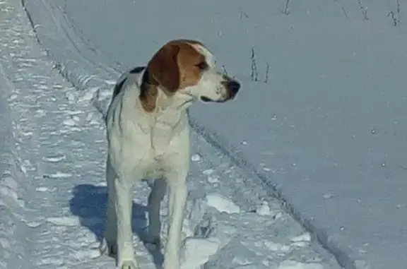 Пропала собака в Первомайске, Нижегородская область