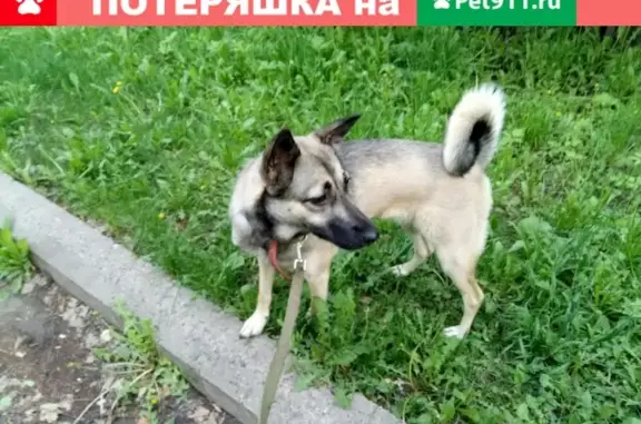 Пропала собака Лиза в Воткинске!