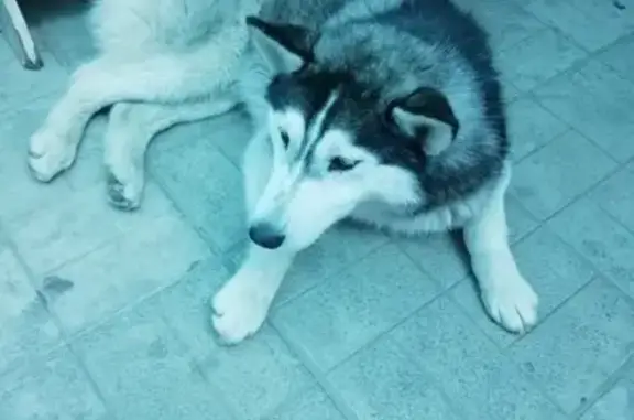 Найдена собака на Вокзальном шоссе в Керчи