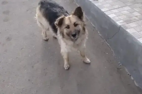 Найдена собака в деревне Ивашево, Московская область