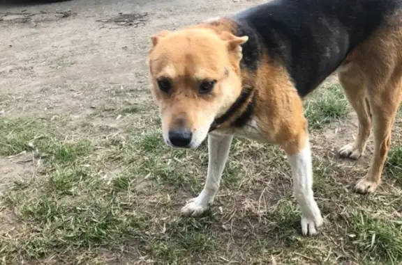 Пропала собака в Минусинске, Россия