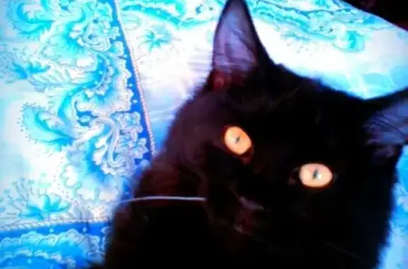 Кошки потеряшки, Шенкурск, фото: Потеряшка кот в Шенкурске, вознаграждение - шоколадка