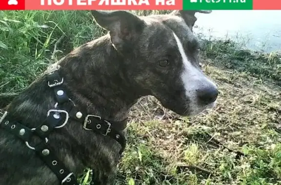 Пропала собака Бакс в районе Красного камня