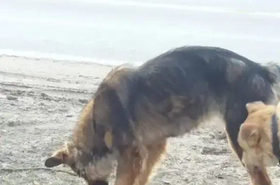 Собака найдена в Боровске, Калужская обл. (vk.com/id412384475)