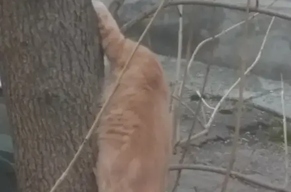 Пропала кошка Масяныч в Находке, ул. Пограничная, 26