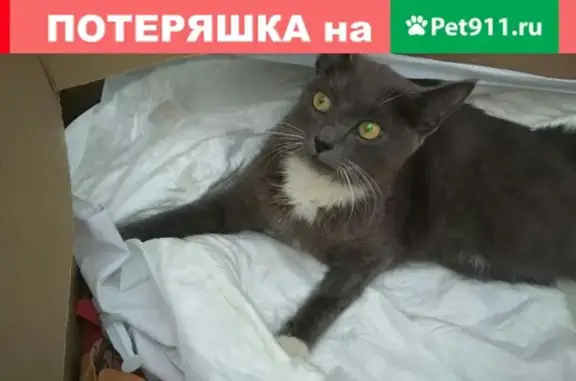 Найдена кошка по адресу Кибальчича 7 в Калуге