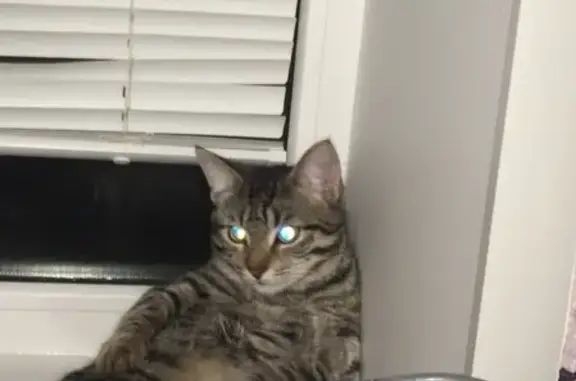 Кошки потеряшки, Тольятти, фото: Потеряшка кот по адресу Индустриальная 7 в Тольятти