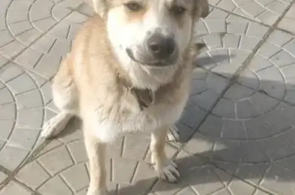 Собака найдена в деревне Вялки, Московская область