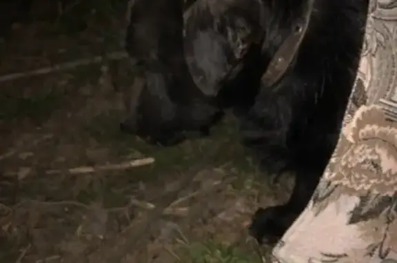 Найдена хромающая собака на транспортной в Новокузнецке
