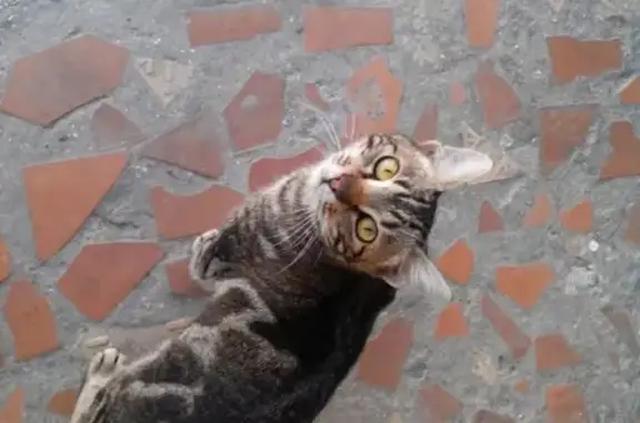 Пропал кот Томас на улице Жидилова