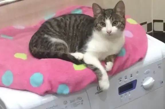 Кошки потеряшки, Белоберёзовский, фото: Потеряшка кот в Орловском районе, рядом с П. Белоберезовский!