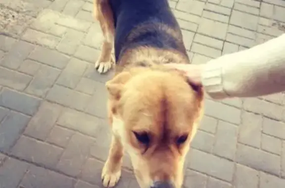 Найдена собака в Гатчине, ищет хозяев!