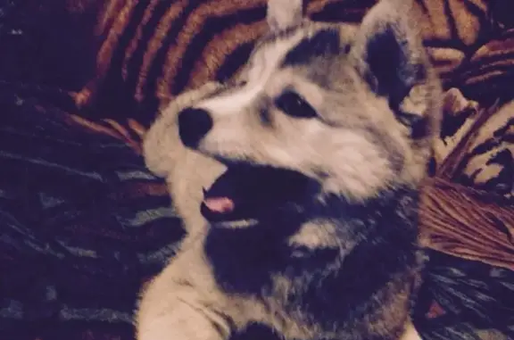 Собаки потеряшки, Астрахань, фото: Потеряшка собака в Янго-Ауле, порода Хаски, имя Мара.