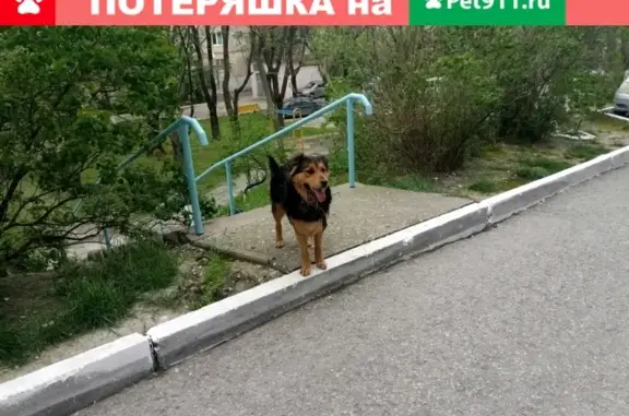 Найдена собака на улице Видова, 79 в Новороссийске