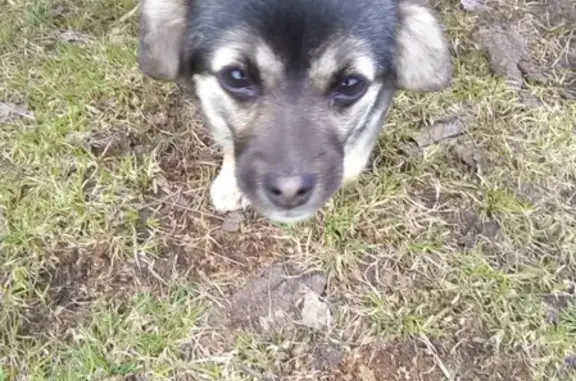 Потерян щенок в Сонково, ищем хозяев
