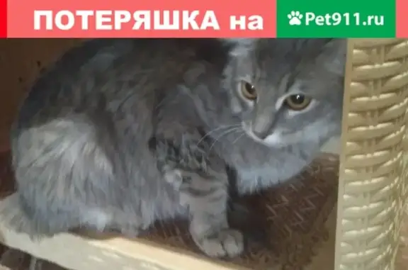 Найдена кошка в ЖК Самолёт, Москва