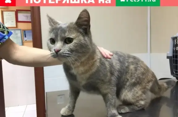 Пятнисто-серая кошка найдена на Чистопольской - Ибрагимова