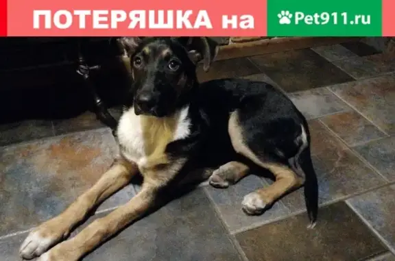 Найден щенок в Одинцово, ищем хозяев: б-р Маршала Крылова