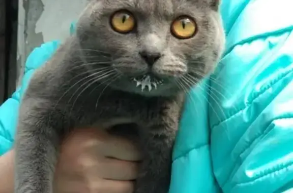 Найдена молодая кошка в п. М.Исаково, Гурьевский район