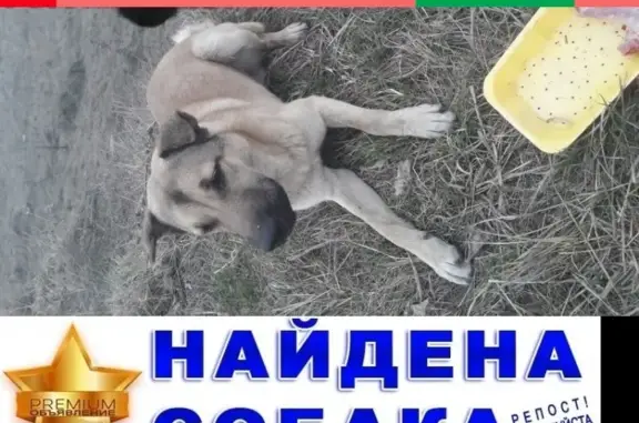 Найдена собака в Ульяновске