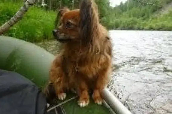 Собаки потеряшки, Новокузнецк, фото: Потеряшка собака в Редаково, помогите найти!