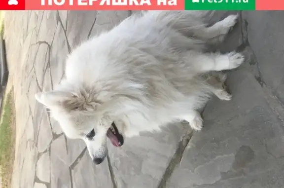 Собака спасена возле госпиталя в Московской области