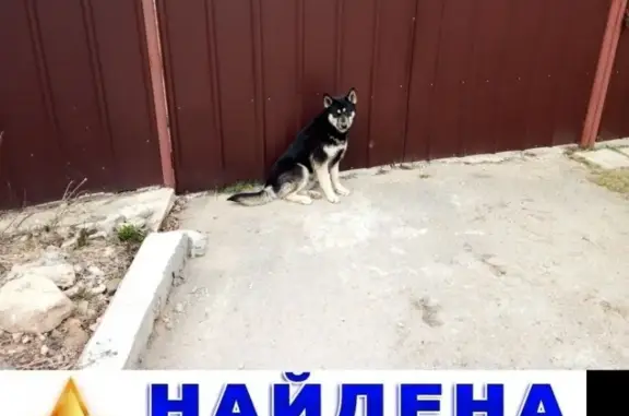 Собака найдена в деревне Алексеевка.