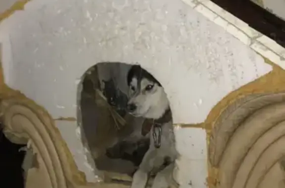 Собаки потеряшки, Москва, фото: Потеряшка собака в Мытищах