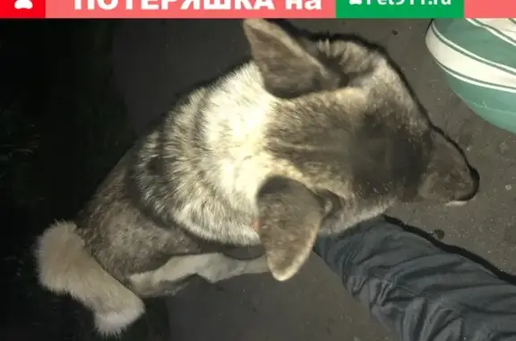 Собака Девочка лайка американской акиты найдена в Брянске
