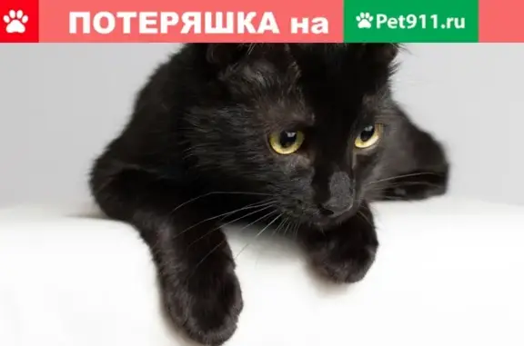 Пропала кошка Кот на улице Ботвина, 7к2