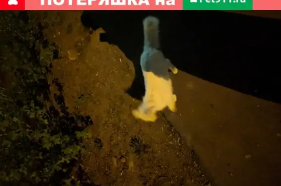 Белая кошка на Севастопольском проспекте