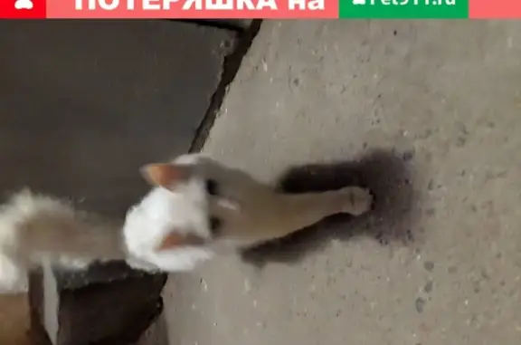 Найдена пушистая белая кошка на Севастопольском пр.