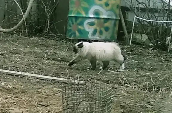 Потерянные животные Москва, фото: Пропала кошка в Мостовском, Москва