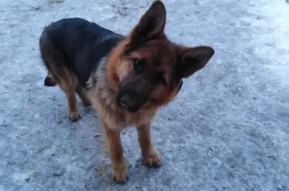 Пропала собака Тори в Баклашах, есть клеймо