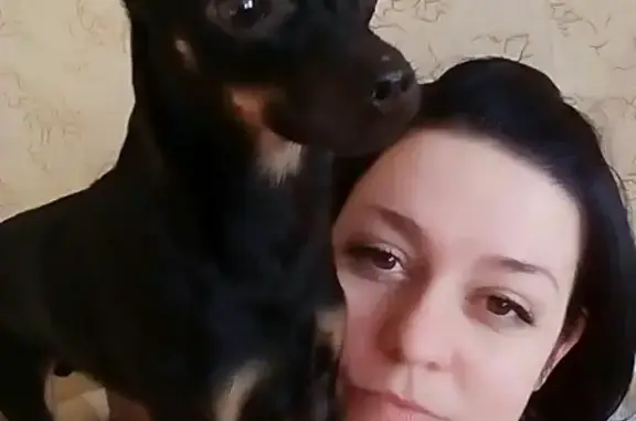 Собаки потеряшки, Липецк, фото: Потеряшка собака в с. Ссёлки, Россия, Липецк.