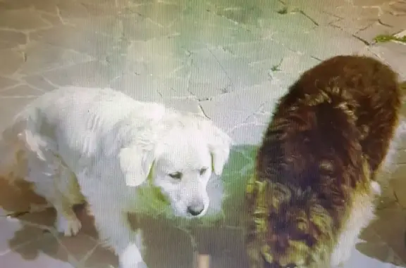 Пропала собака в Солнечногорске, Московская обл.